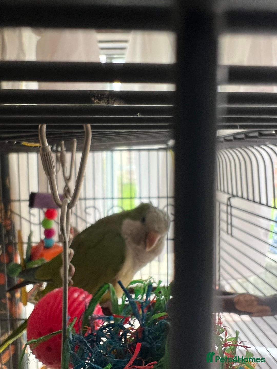 Parrots birds for sale: Quaker Parrot  - Image 2