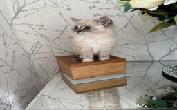 Ragdoll cats for sale: Stunning Registered Ragdoll kittens  - Image 1