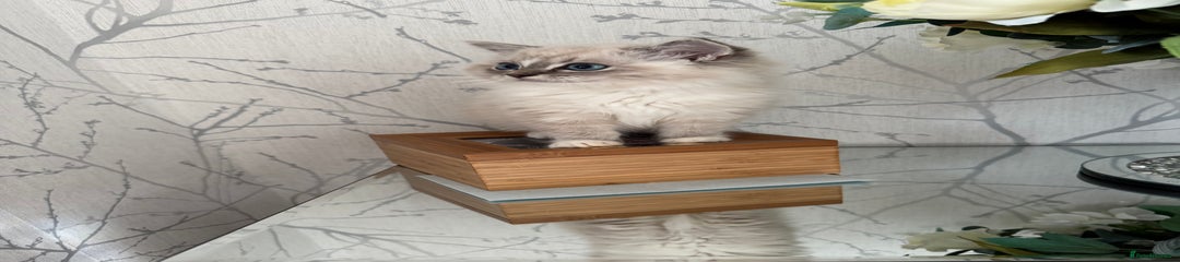 Ragdoll Kitten 1