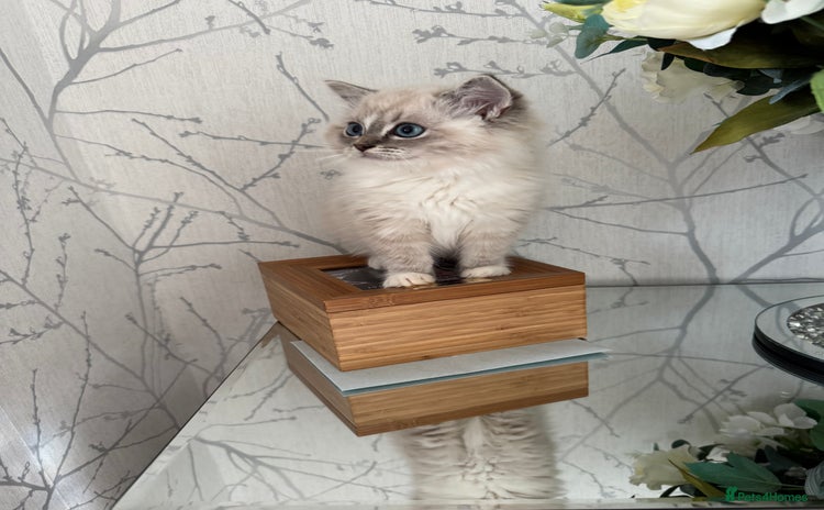 Ragdoll cats for sale - Advert 1