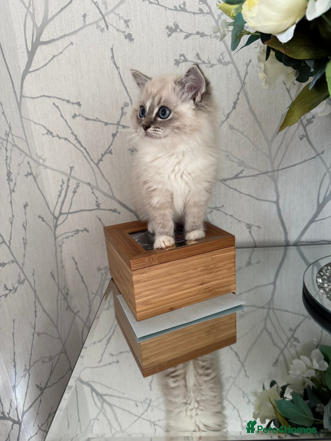 Ragdoll cats for sale: Stunning Registered Ragdoll kittens  - Image 1