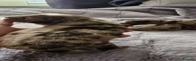 Cockapoo 3