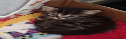 Mixed Breed cats for sale: Fluffy tabby girl kittens - Advert 3