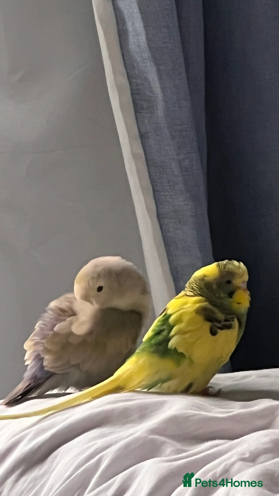 Lovebirds birds for sale: Bonded Budgie and Lovebird for sale - Advert 2