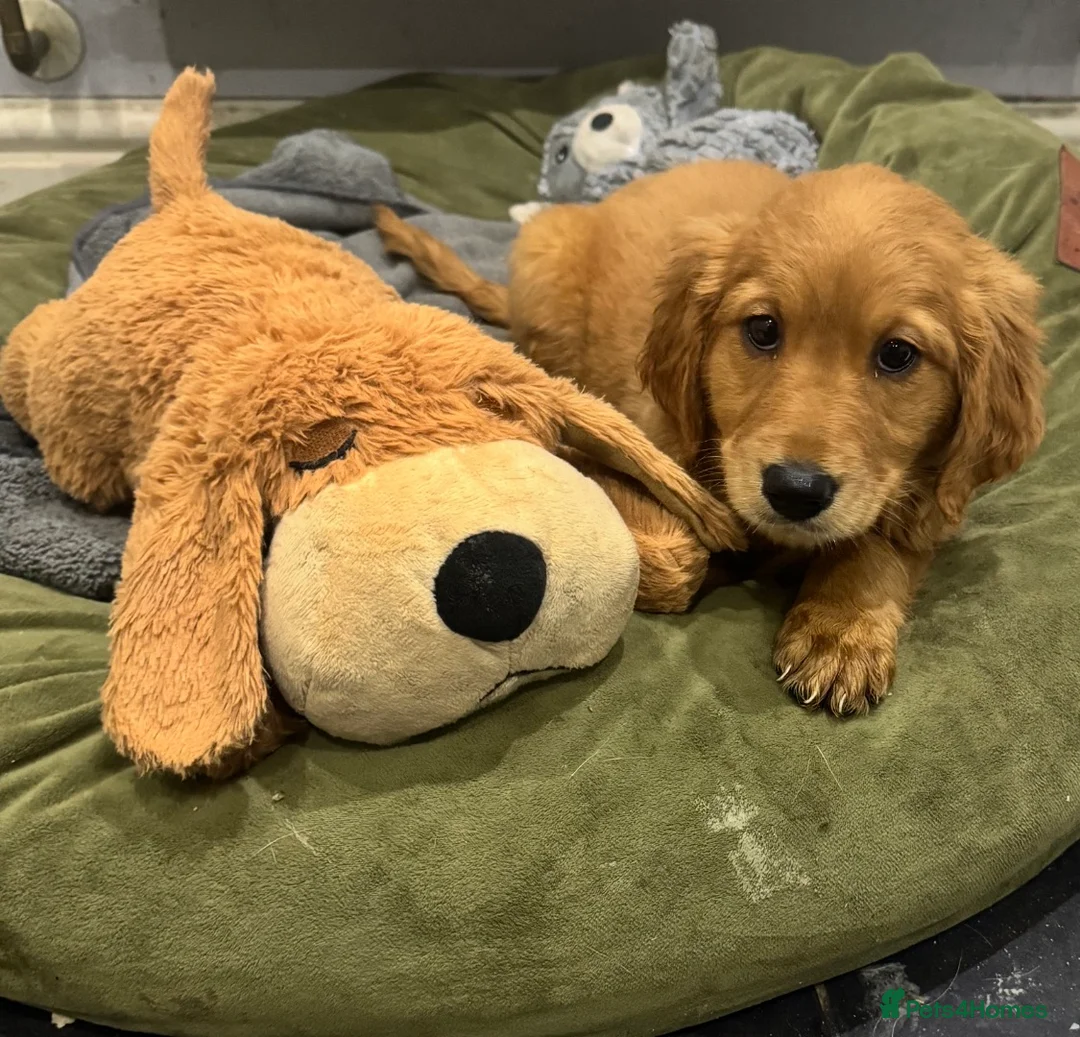 Mini Goldendoodle dogs for sale: Health-checked Happy Fluffy Puppies - Advert 6