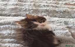 Maine Coon cats for sale: 	Rare Polydactyl Kittens + 1 Blue-Eyed Beauty - Image 3