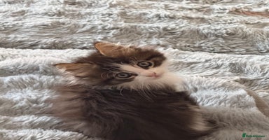 Maine Coon cats - Advert 5