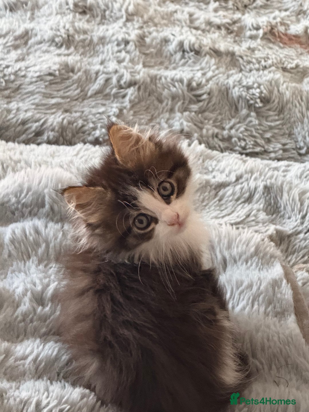 Maine Coon cats for sale: 	Rare Polydactyl Kittens + 1 Blue-Eyed Beauty - Image 3
