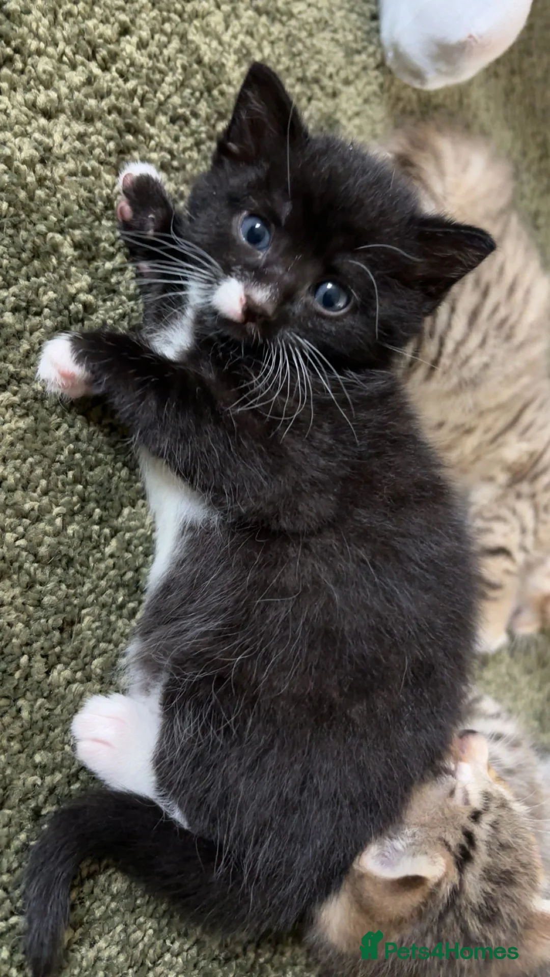 British Longhair cats for sale: 1 black and white long haired male  - Advert 6