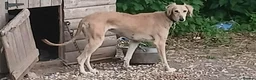 Lurcher dogs for sale: Quality Lurcher pups  in Cwmbran - Advert 1