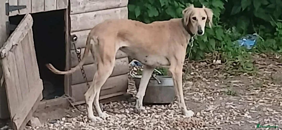 Lurcher dogs for sale: Quality Lurcher pups  in Cwmbran - Advert 1