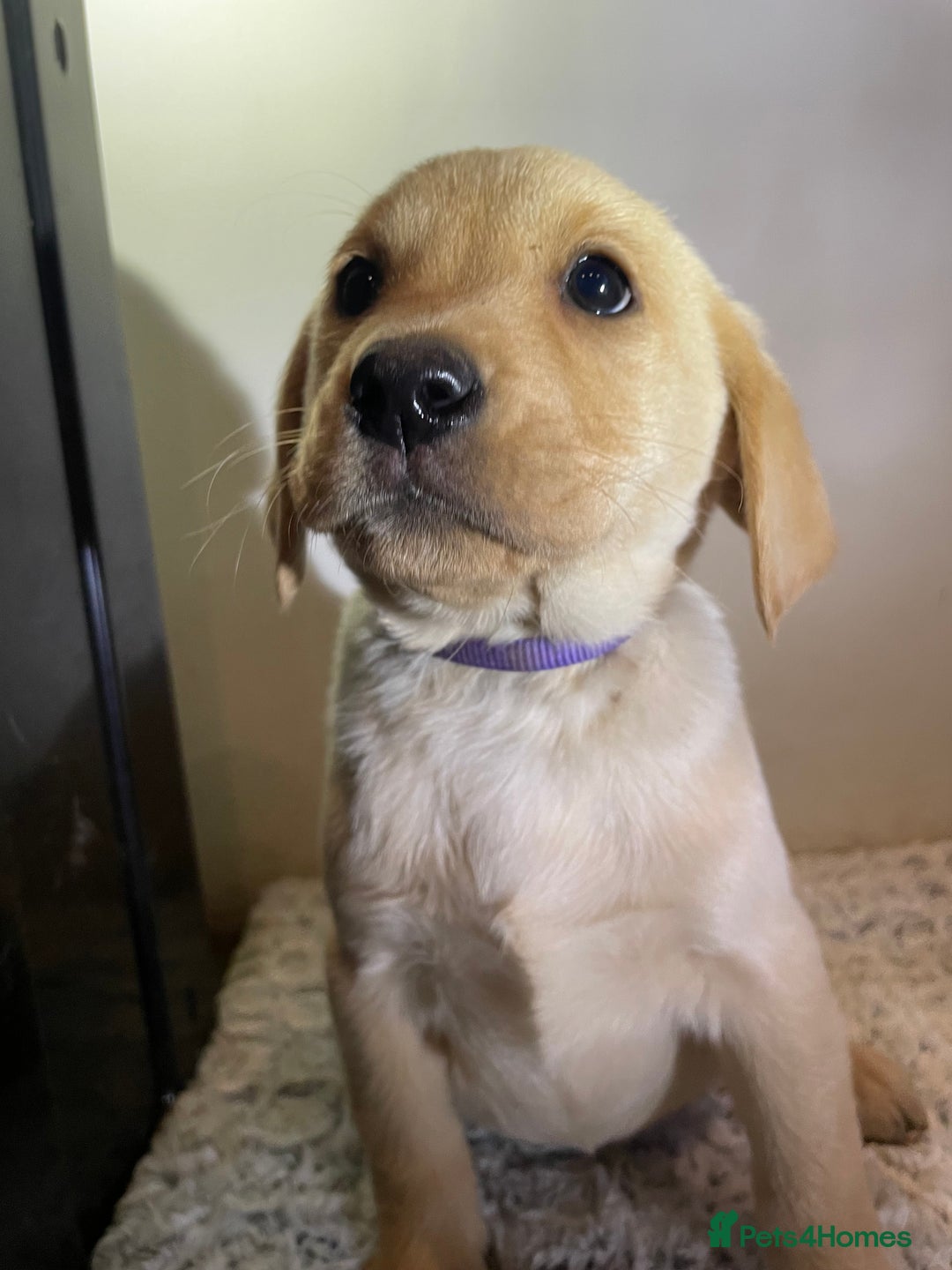 Labrador Retriever dogs for sale: Reduced to 1200 Ready to go now   - Advert 27