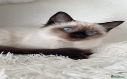 Ragdoll cats for sale: Seal point ragdoll female  - Image 3