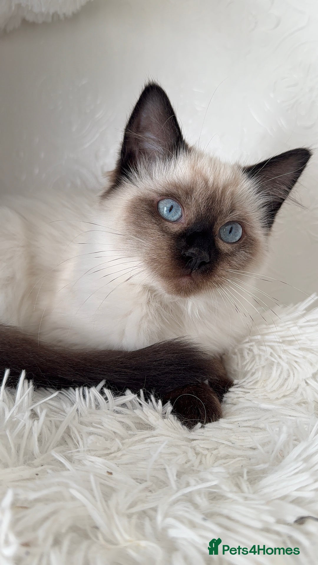 Ragdoll cats for sale: Seal point ragdoll female  - Image 3