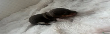 Chiweenie Girl Tan 
