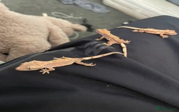 Gecko reptiles for sale: Crested geckos adults and baby’s  - Image 11