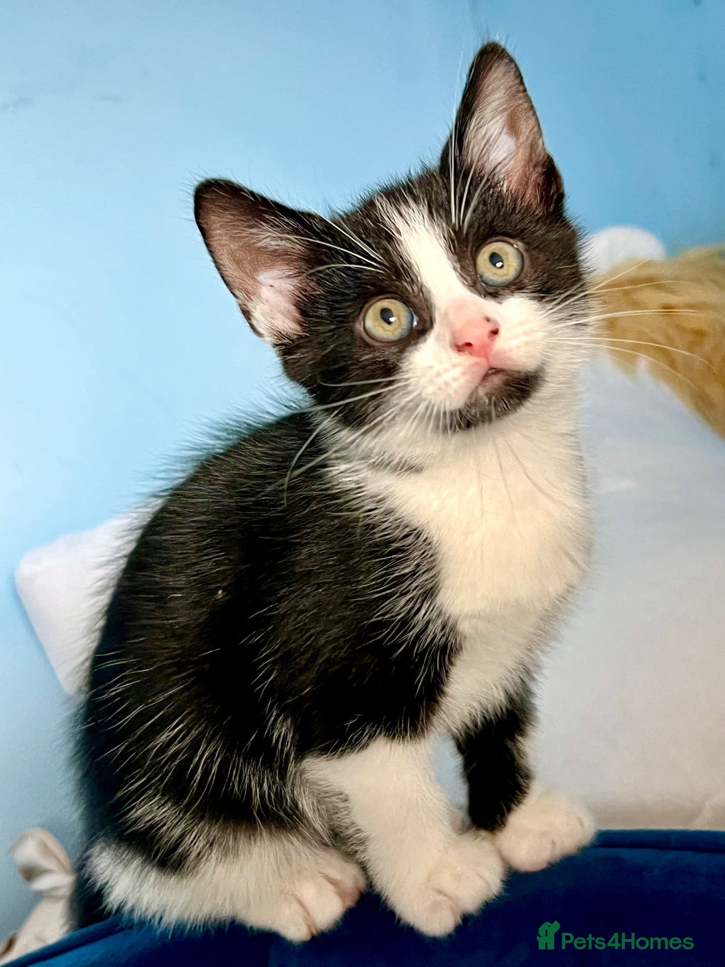 Mixed Breed cats Male Kittens - Ready to Go £130 - Advert 2