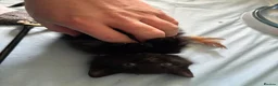 Mixed Breed cats for sale: 2 female kittens  in High Wycombe - Advert 8