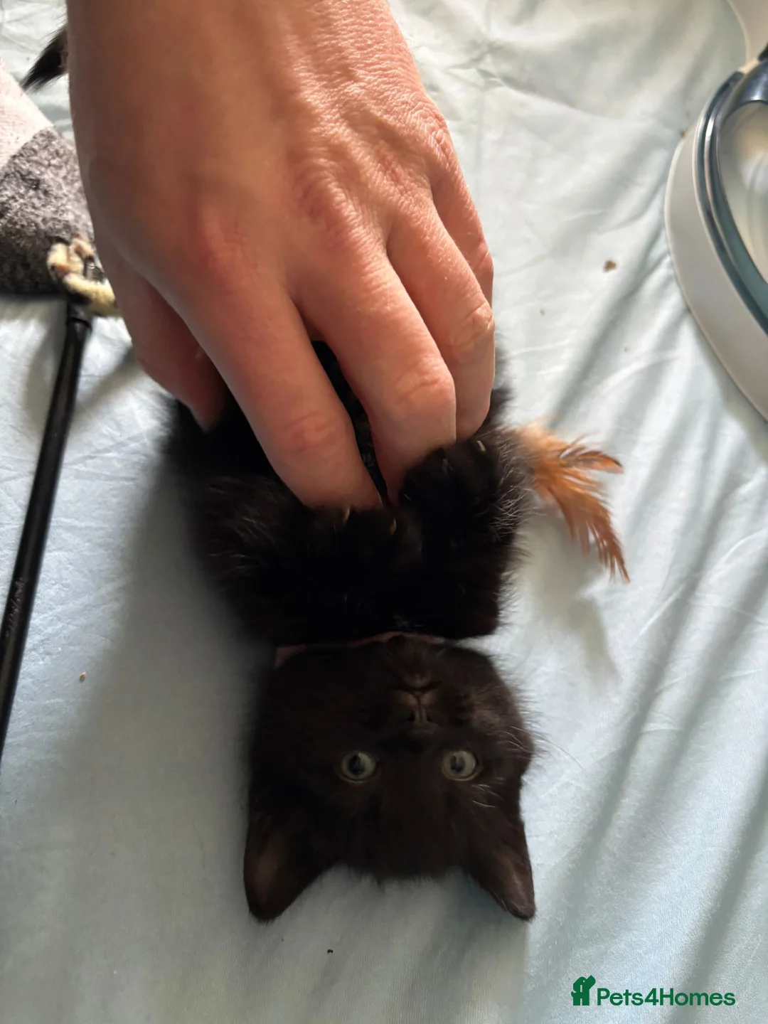 Mixed Breed cats for sale: 2 female kittens  in High Wycombe - Advert 8