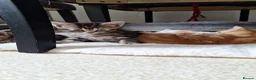Bengal cats for sale: Beautiful kittens for sale  in Nottingham - Advert 4