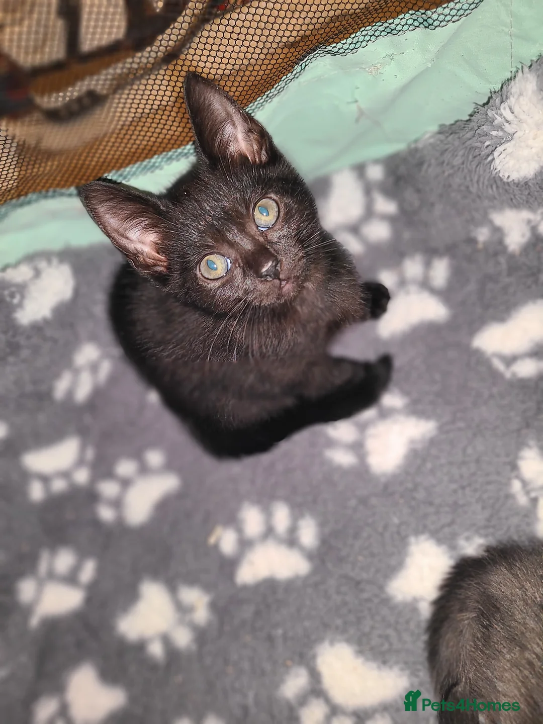 Mixed Breed cats for sale: Kitten - Advert 1