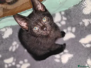 Mixed Breed cats Kitten - Advert 1