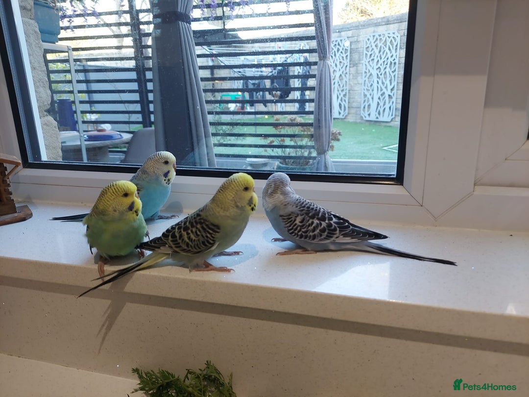 Budgerigars birds for sale: Tame Baby Budgies - Advert 9