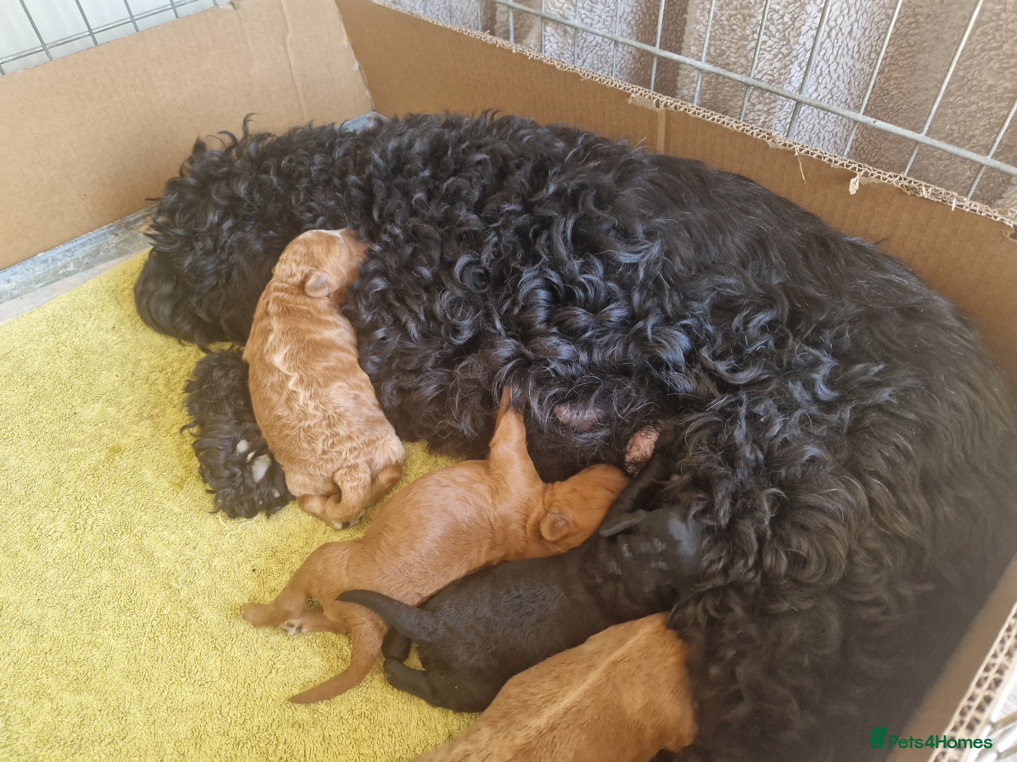 Cockapoo dogs for sale: 2 boys available in Wisbech - Advert 1