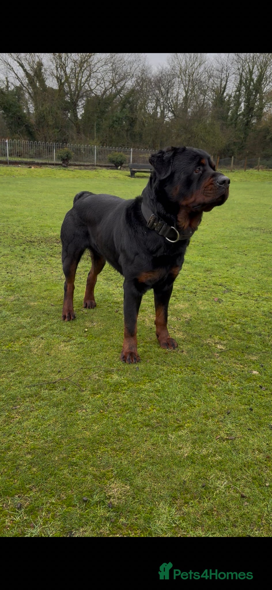 Rottweiler dogs Proven Rottweiler stud! - Advert 1