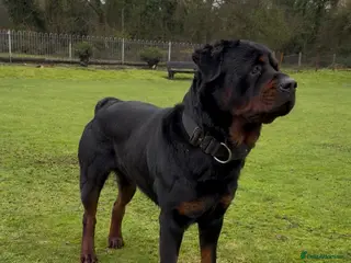 Rottweiler dogs Proven Rottweiler stud! - Advert 1