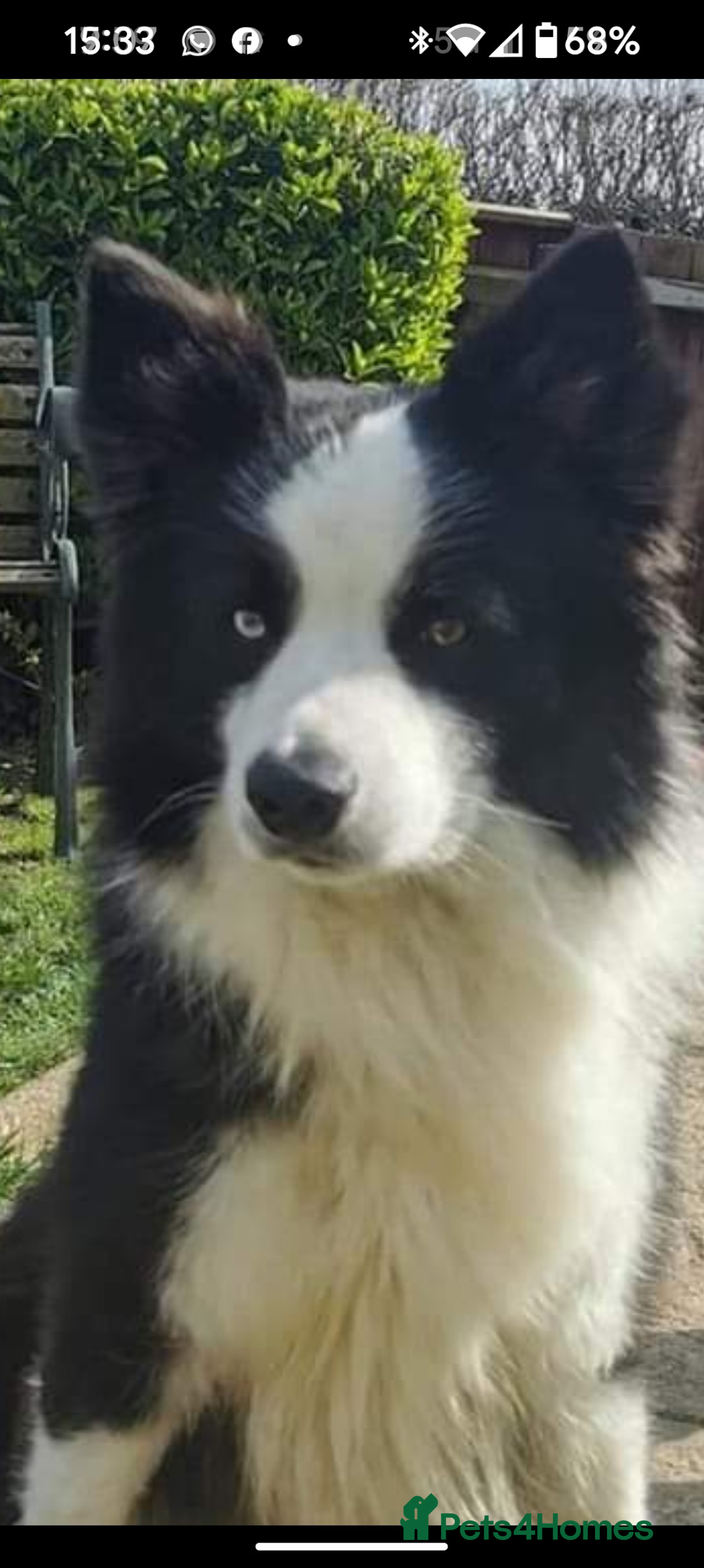 Border Collie dogs for sale: Traditional border collie puppies ready now  - Advert 17