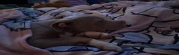 Mixed Breed dogs for sale: Mabel Female Pocket Bully - Advert 9