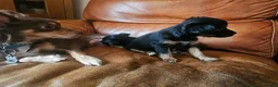 Chorkie dogs for sale: Two Female Pups  in Porth - Advert 12