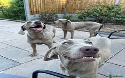 Weimaraner dogs for sale: Quality Weimaraner Puppies - Image 12
