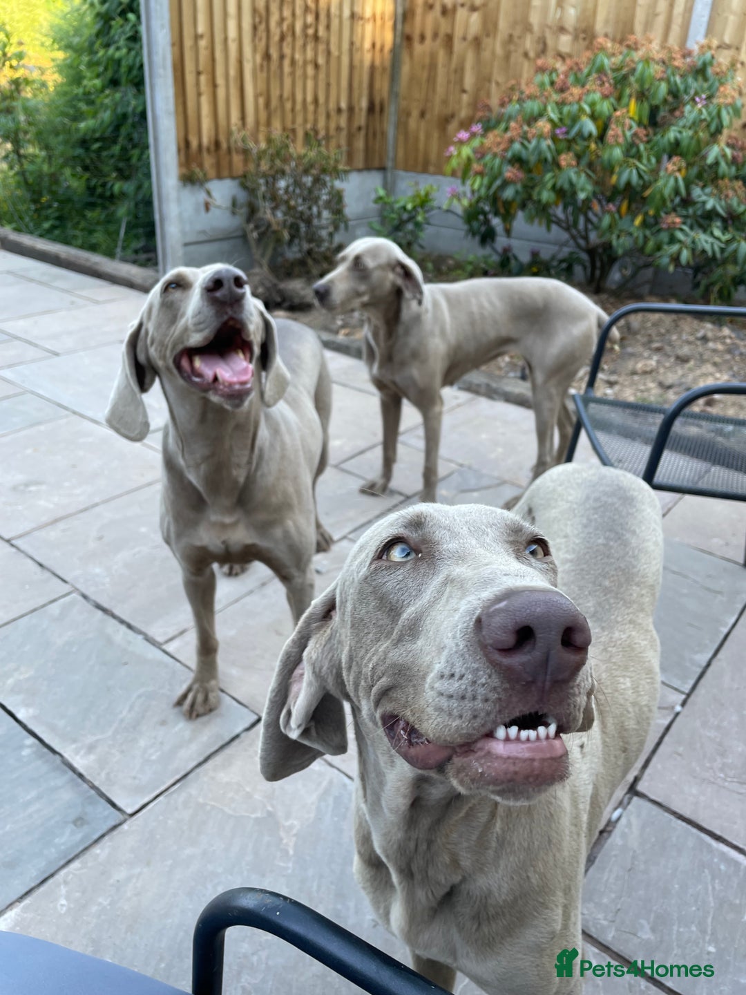 Weimaraner dogs for sale: Quality Weimaraner Puppies - Image 12