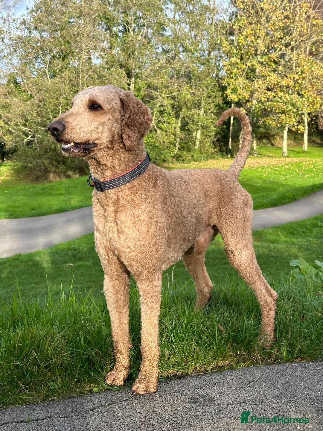 Standard Poodle dogs for stud: STANDARD POODLE STUD  in Falmouth - Advert 4