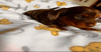 Miniature Dachshund dogs - Advert 15