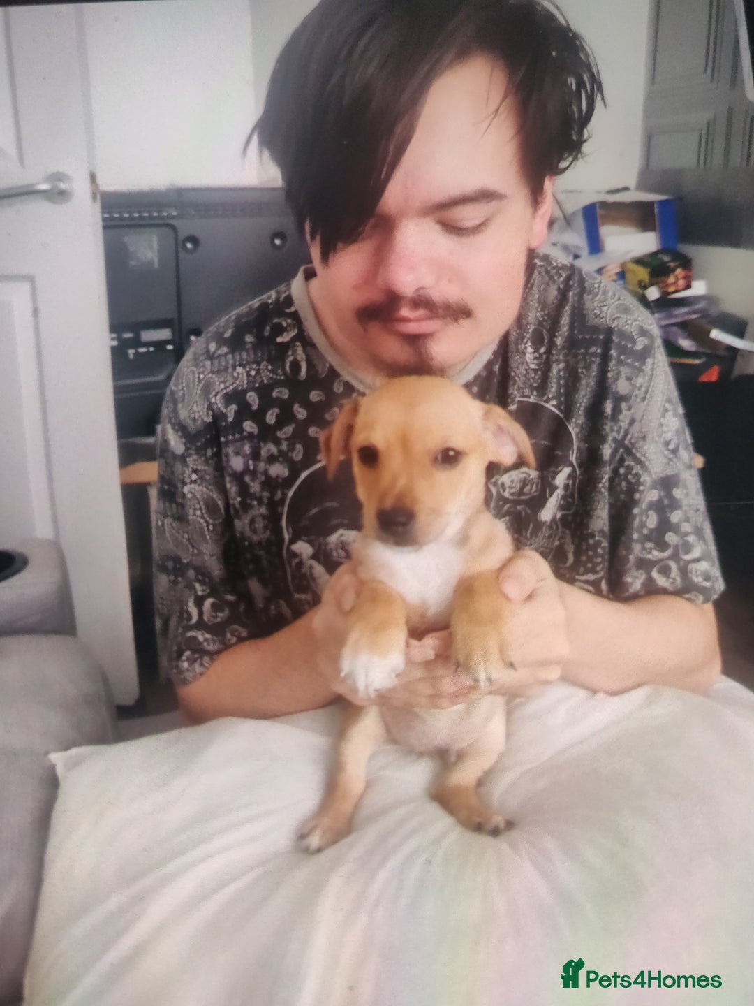 Mixed Breed dogs for sale: Puppies - Advert 6