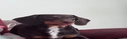Dachshund dogs for sale: 8 month old Dachshund Female in Manchester - Advert 4
