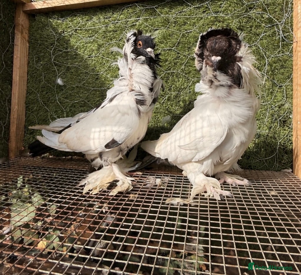 Pigeons birds Top Quality Strong Breeding Pair – Vaccinated - Advert 2