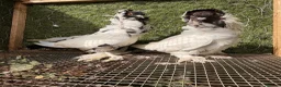 Pigeons birds for sale: Top Quality Strong Breeding Pair – Vaccinated - Advert 2