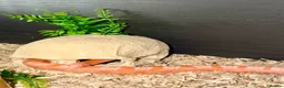 Corn Snake reptiles for sale: Amel scalesless cornsnake - Advert 2