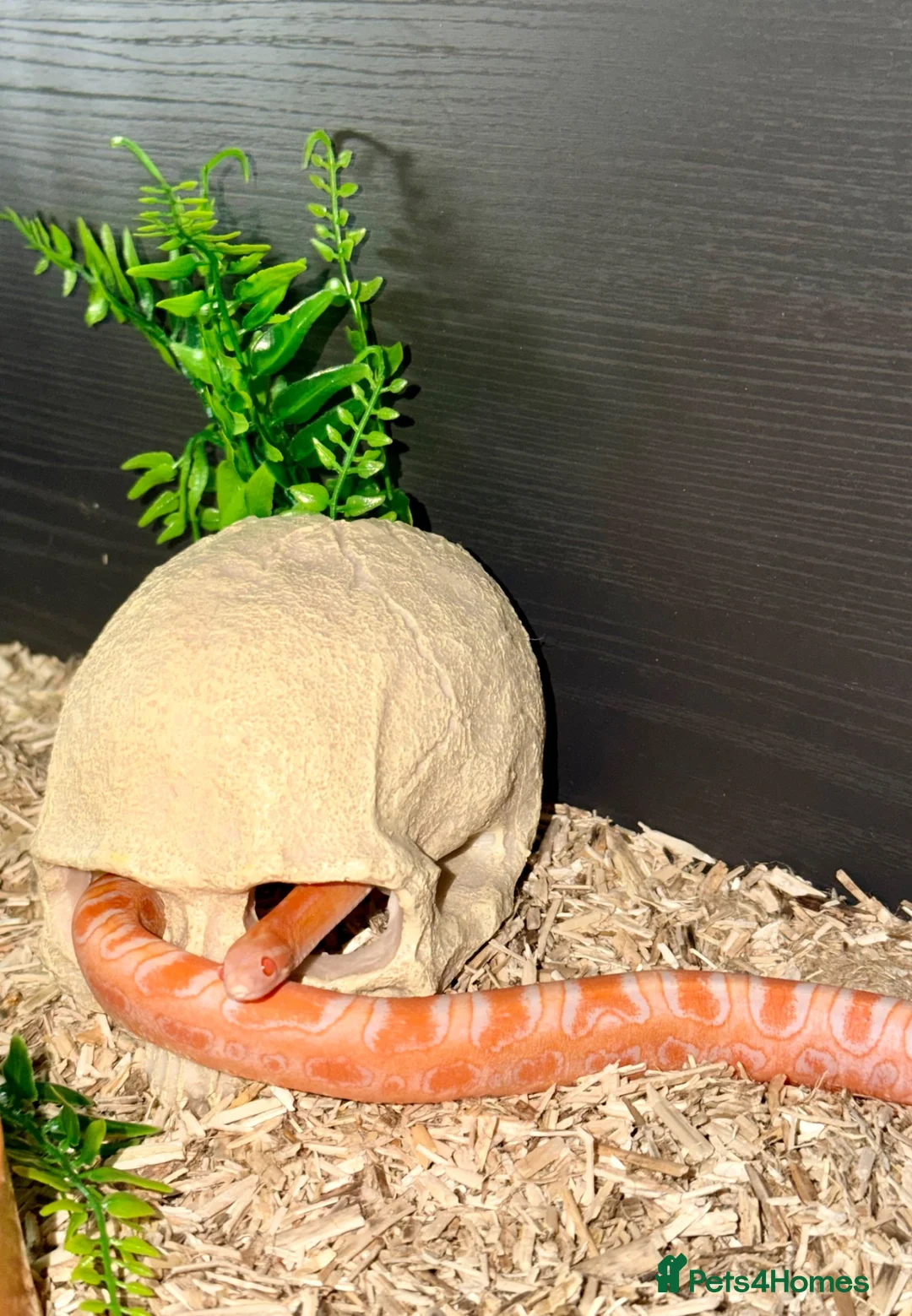 Corn Snake reptiles for sale: Amel scalesless cornsnake - Advert 2