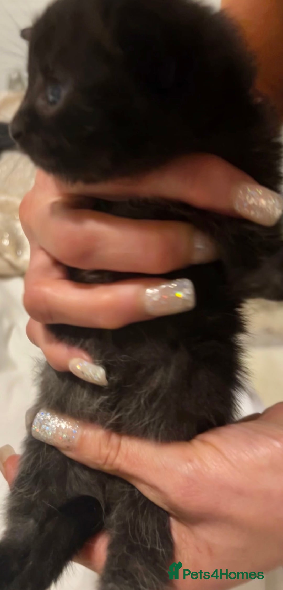 British Shorthair cats for sale: Bombay x British short hair kitten - Advert 8