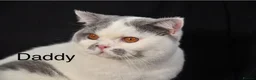 British Shorthair cats for sale: GCCF GrCh, GrCh, Ch line kittens - Advert 2