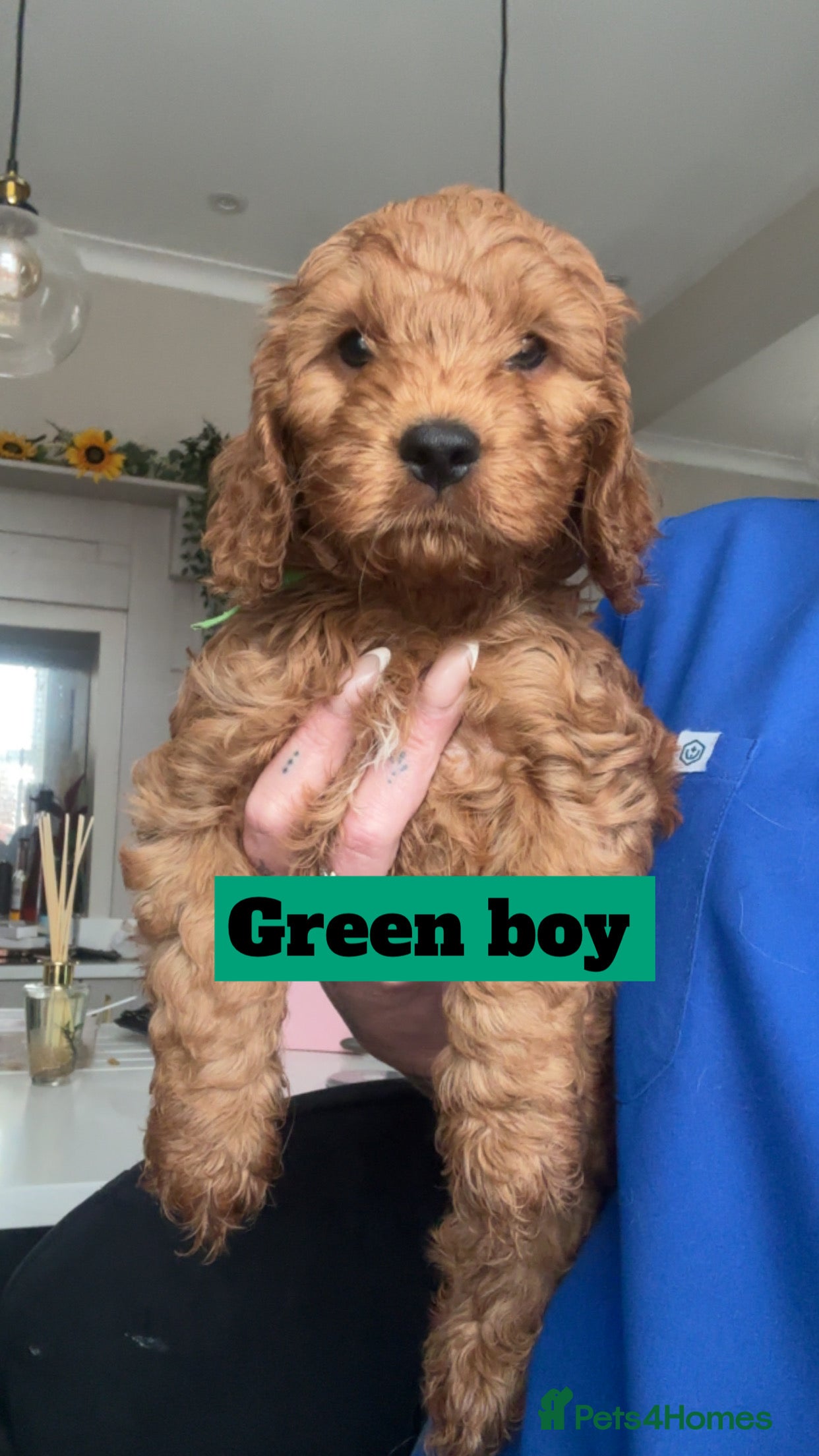 Cockapoo dogs Reduced  F1 Toy Cockapoo Puppies  - Advert 17