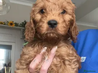 Cockapoo dogs Reduced F1 Toy Cockapoo Puppies - Advert 18