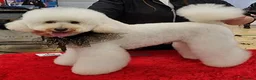 Miniature Poodle dogs for sale: Quality pups - bred for health and temperament - Advert 16