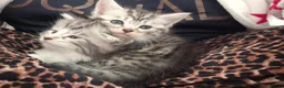 Maine Coon cats for sale: Half maincoone kittens - Advert 11