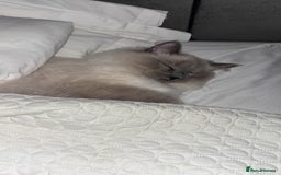Ragdoll cats for sale: Male ragdoll   - Advert 4